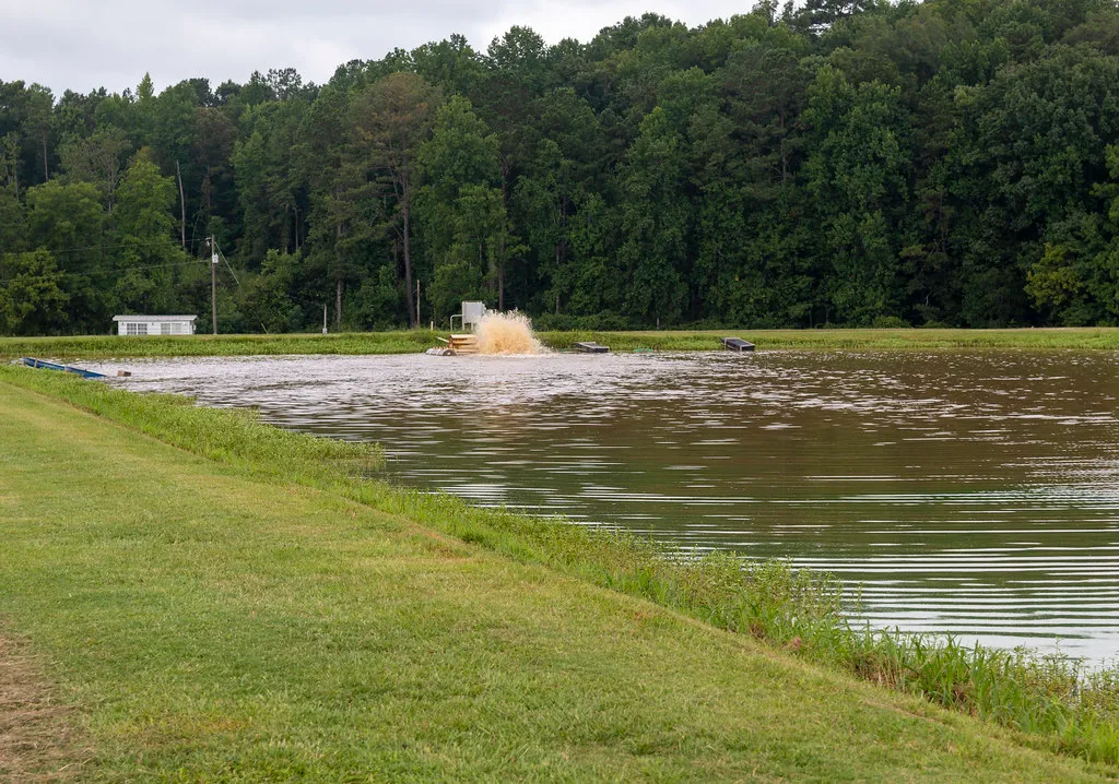 Grassy bund running along an aerated aquaculture pond